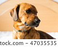 Dog on the bed 47035535