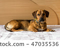Dog on the bed 47035536