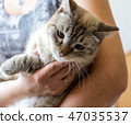Cat on the bed 47035537