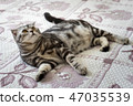 Cat on the bed 47035539