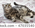 Cat on the bed 47035540