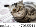Cat on the bed 47035541