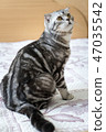 Cat on the bed 47035542