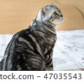 Cat on the bed 47035543