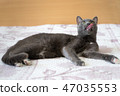 Cat on the bed 47035553