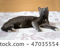 Cat on the bed 47035554