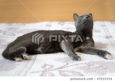 Cat on the bed Cat on the bed 47035554