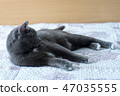 Cat on the bed 47035555