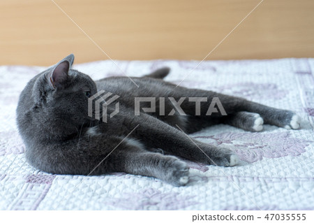 Cat on the bed 47035555