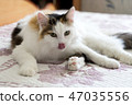 Cat on the bed 47035556