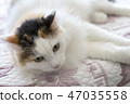 Cat on the bed 47035558