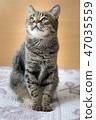 Cat on the bed 47035559