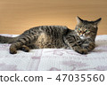 Cat on the bed 47035560