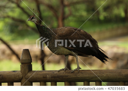 Pavlinich proudly sits on a fence 47035683