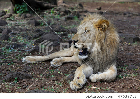 Lion is lying on the grass resting under a tree 47035715