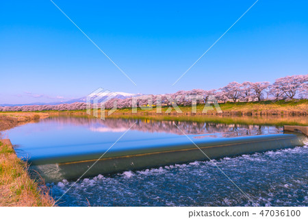 Hinakami Shrine Ichimokusen Sakura Hakuishi Hakuishikawa Jitsu Ichimokusen Sakura Miyagi Prefecture Shiroishi City Ogawara Town Hinakami Shrine Ichimokusen Sakura Hakuishi Hakuishikawa Jitsu Ichimokusen Sakura Miyagi Prefecture Shiroishi City Ogawara Town 47036100