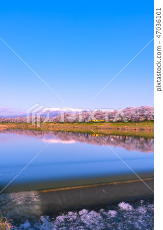 Hinakami Shrine Ichimokusen Sakura Hakuishi Hakuishikawa Jitsu Ichimokusen Sakura Miyagi Prefecture Shiroishi City Ogawara Town Hinakami Shrine Ichimokusen Sakura Hakuishi Hakuishikawa Jitsu Ichimokusen Sakura Miyagi Prefecture Shiroishi City Ogawara Town 47036101