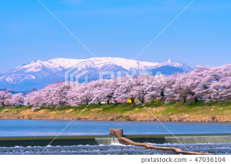 Hinakami Shrine Ichimokusen Sakura Hakuishi Hakuishikawa Jitsu Ichimokusen Sakura Miyagi Prefecture Shiroishi City Ogawara Town Hinakami Shrine Ichimokusen Sakura Hakuishi Hakuishikawa Jitsu Ichimokusen Sakura Miyagi Prefecture Shiroishi City Ogawara Town 47036104