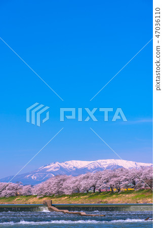 Hinakami Shrine Ichimokusen Sakura Hakuishi Hakuishikawa Jitsu Ichimokusen Sakura Miyagi Prefecture Shiroishi City Ogawara Town 47036110