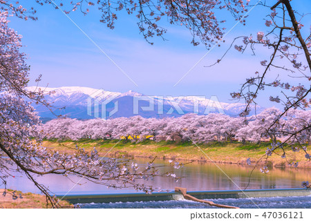 Hinakami Shrine Ichimokusen Sakura Hakuishi Hakuishikawa Jitsu Ichimokusen Sakura Miyagi Prefecture Shiroishi City Ogawara Town Hinakami Shrine Ichimokusen Sakura Hakuishi Hakuishikawa Jitsu Ichimokusen Sakura Miyagi Prefecture Shiroishi City Ogawara Town 47036121