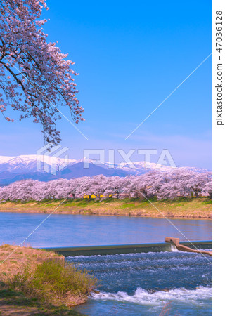 Hinakami Shrine Ichimokusen Sakura Hakuishi Hakuishikawa Jitsu Ichimokusen Sakura Miyagi Prefecture白石市小川原町 47036128