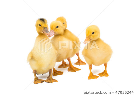 little goslings isolated 47036244