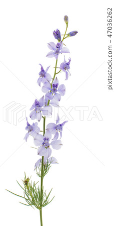Wild flowers isolated Wild flowers isolated 47036262