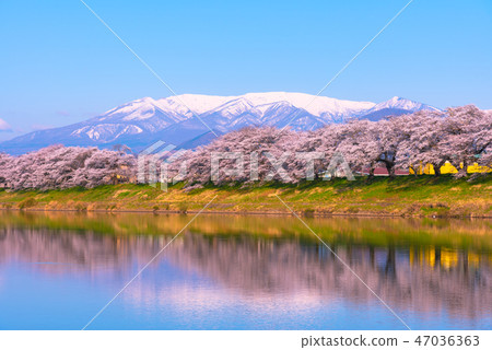 Shiroishikawa Tsutsumi Ichimokusen Sakura Ichimokusen Sakura Shiroishi Miyagi Prefecture Shiroishi City Ogawara Town 47036363
