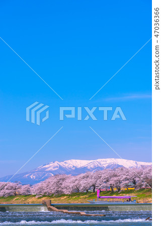 Shiroishikawa Tsutsumi Ichimokusen Sakura Ichimokusen Sakura Shiroishi Miyagi Prefecture白石市小川原町 47036366