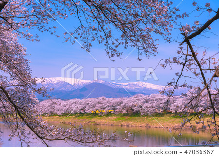 Shiroishikawa Tsutsumi Ichimokusen Sakura Ichimokusen Sakura Shiroishi Miyagi Prefecture Shiroishi City Ogawara Town Shiroishikawa Tsutsumi Ichimokusen Sakura Ichimokusen Sakura Shiroishi Miyagi Prefecture Shiroishi City Ogawara Town 47036367