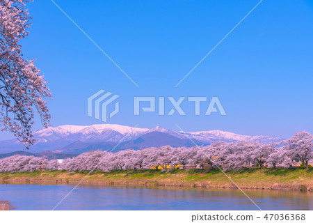 Shiroishikawa Tsutsumi Ichimokusen Sakura Ichimokusen Sakura Shiroishi Miyagi Prefecture Shiroishi City Ogawara Town Shiroishikawa Tsutsumi Ichimokusen Sakura Ichimokusen Sakura Shiroishi Miyagi Prefecture Shiroishi City Ogawara Town 47036368