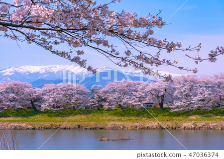 Shiroishikawa Tsutsumi Ichimokusen Sakura Ichimokusen Sakura Shiroishi Miyagi Prefecture Shiroishi City Ogawara Town 47036374