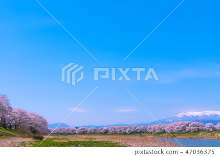 Shiroishikawa Tsutsumi Ichimokusen Sakura Ichimokusen Sakura Shiroishi Miyagi Prefecture Shiroishi City Ogawara Town Shiroishikawa Tsutsumi Ichimokusen Sakura Ichimokusen Sakura Shiroishi Miyagi Prefecture Shiroishi City Ogawara Town 47036375