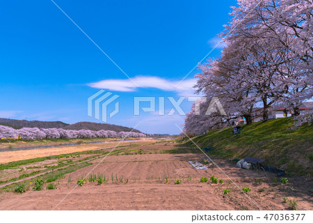 Shiroishikawa Tsutsumi Ichimokusen Sakura Ichimokusen Sakura Shiroishi Miyagi Prefecture白石市小川原町 Shiroishikawa Tsutsumi Ichimokusen Sakura Ichimokusen Sakura Shiroishi Miyagi Prefecture白石市小川原町 47036377