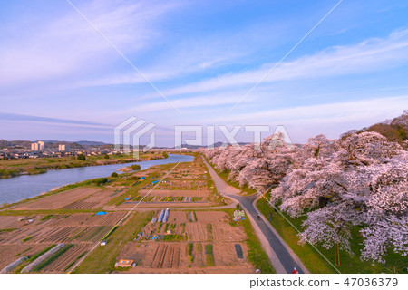 Shiroishikawa Tsutsumi Ichimokusen Sakura Ichimokusen Sakura Shiroishi Miyagi Prefecture白石市小川原町 Shiroishikawa Tsutsumi Ichimokusen Sakura Ichimokusen Sakura Shiroishi Miyagi Prefecture白石市小川原町 47036379