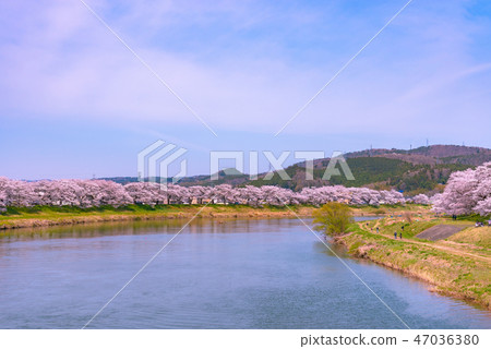 Shiroishikawa Tsutsumi Ichimokusen Sakura Ichimokusen Sakura Shiroishi Miyagi Prefecture白石市小川原町 47036380