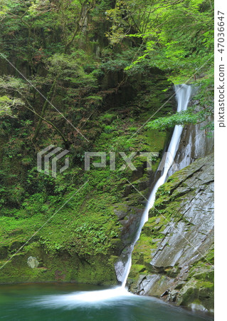 Red Eye Shimpaki Waterfall Cloth Falls 47036647