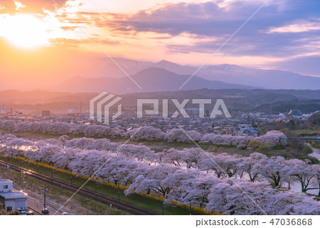 Sunset Shiraishikawa Tsutsumi Ichimokusen Sakura Ichimokusen Sakura Hakuishi Ishikawa Miyagi Prefecture Shiroishi City Ogawara Town 47036868