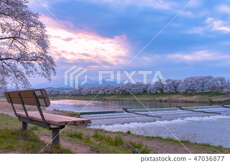 Sunset Shiraishikawa Tsutsumi Ichimokusen Sakura Ichimokusen Sakura Hakuishi Ishikawa Miyagi Prefecture白石市小川原町 47036877
