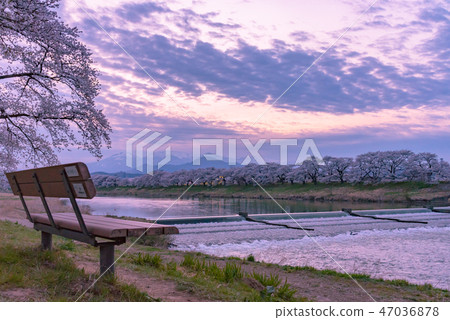 Sunset Shiraishikawa Tsutsumi Ichimokusen Sakura Ichimokusen Sakura Hakuishi Ishikawa Miyagi Prefecture白石市小川原町 47036878