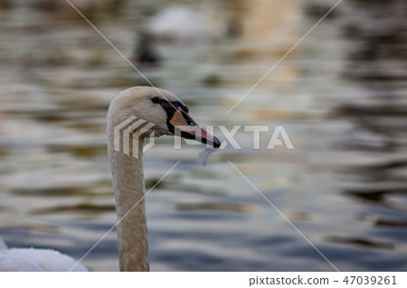 Swan head close-up in Golden Hour river water Swan head close-up in Golden Hour river water 47039261