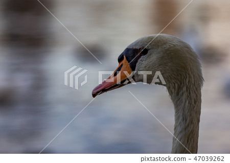 Swan head close-up in Golden Hour river water Swan head close-up in Golden Hour river water 47039262