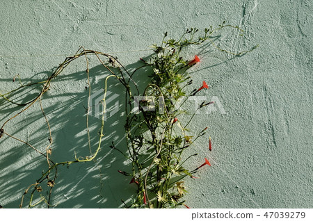 plant with brigth saturated warm colored flowers plant with brigth saturated warm colored flowers 47039279