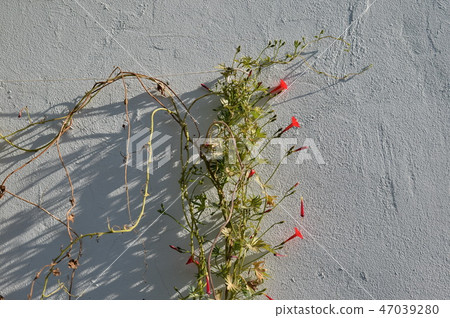 plant with brigth saturated warm colored flowers 47039280