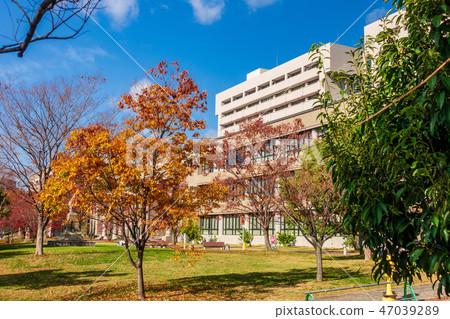 Hospital Park Osaka University Hospital Autumn leaves 47039289