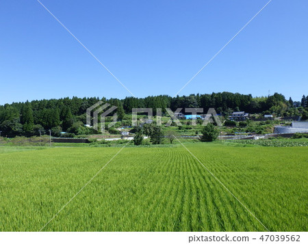 Satoyama 2在夏天 Satoyama 2在夏天 47039562