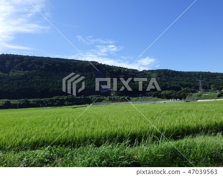 Satoyama 3在夏天 47039563