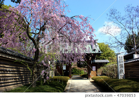 Fukuzoin Sanmon on the sunny day of April 47039853