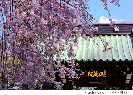 A mountain gate of Fukuzoin where the flowering cherry blossoms are colored (1) A mountain gate of Fukuzoin where the flowering cherry blossoms are colored (1) 47039854