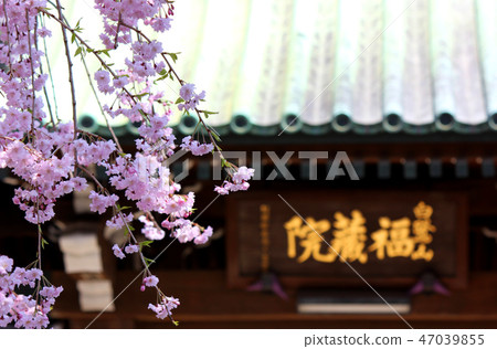 開花蕨櫻花的Fukuzoin山門（2） 47039855